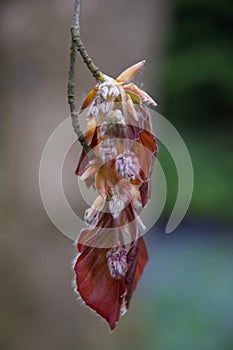 Unfurling red / brown spring leaf bud and flower on Copper Beech tree Fagus sylvatica f. purpurea