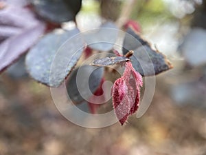 Unfurling Red Leaf