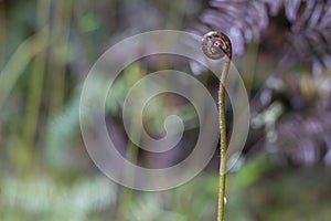 Unfurling silver fern frond. Iconic New Zealand Koru