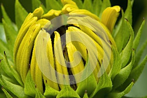 Unfurling sunflower