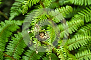 Unfurling young fern leaf