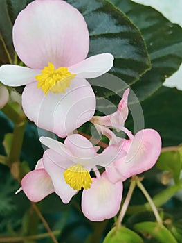 The Unga Begonia Obliqua is a species of plant in the Begoniaceae family