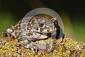 Ungly toad