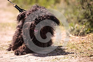 Ungroomed shaggy Puli dog walking outside in summer