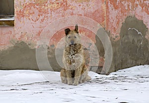 Ungroomed stray dog sits near old house in the snow photo