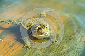 Ungry frog in water