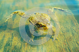Ungry frog in water