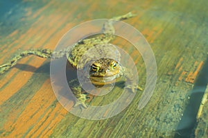 Ungry frog in water