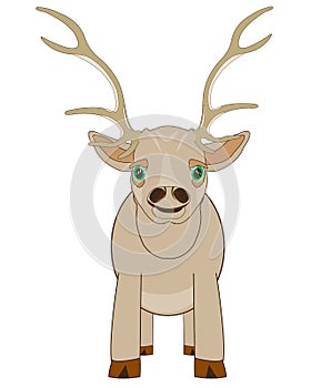 Ungulate animal deer on white background is insulated