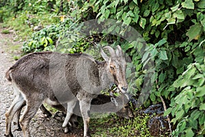 Ungulate in Nilgiri Hills photo