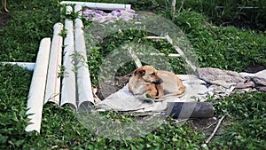 Unhappy abandoned dog. Disadvantaged dog on the street.