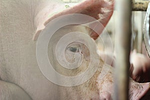 The unhappy and boring sow, mother pig in big commercial swine farm