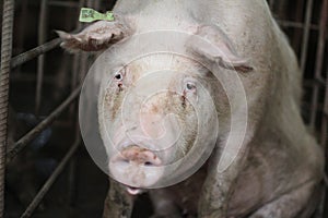 The unhappy and boring sow, mother pig in big commercial swine farm