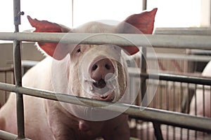 The unhappy and boring sow, mother pig in big commercial swine farm