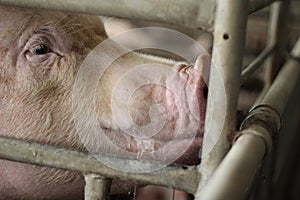 The unhappy and boring sow, mother pig in big commercial swine farm