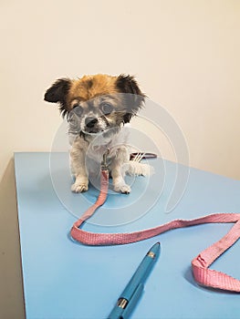 Unhappy dog at vets