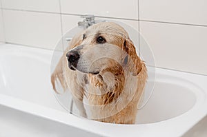 Unhappy Golden Retriever In White Bathtub Doesn'T Want To Bathe photo