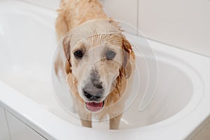 Unhappy Golden Retriever In White Bathtub Doesn'T Want To Bathe photo