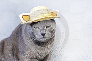 unhappy gray Burmese cat sits in a straw hat on a gray background.