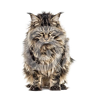 Unhappy, grumpy cat, Maine coon, looking down, isolated