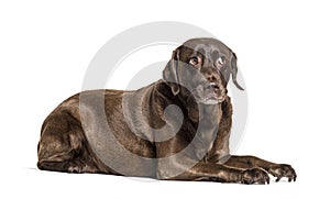 Unhappy Lying Chocolat Labrador afraid, questionning