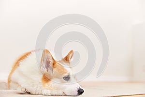 Unhappy pet dog lying on the ground
