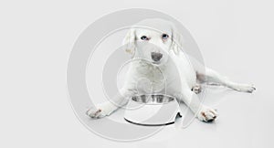 Unhappy puppy dog eating food next to a empty white bowl. Isolated on white background