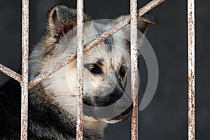 Unhappy sad dog in a cage behind bars in an animal shelter close-up portrait. An animal abandoned in a shelter, abandoned by its