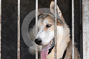 Unhappy sad dog in a cage behind bars in an animal shelter close-up portrait. An animal abandoned in a shelter, abandoned by its