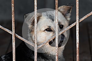 Unhappy sad dog in a cage behind bars in an animal shelter close-up portrait. An animal abandoned in a shelter, abandoned by its