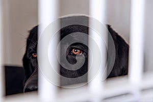 Unhappy and sad dog in a cage. Dog at an animal shelter looks through a cage. Dog behind bars in an animal shelter