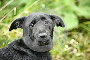 unhappy sad guilty black dog