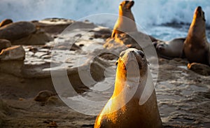 Unhappy Sea Lion Glaring at You