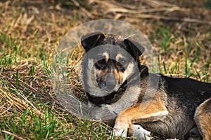 Unhappy stray dog with sad eyes lying on grass