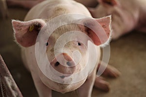 The happy fattening pig in big commercial swine farm photo