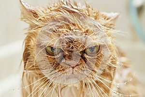 Unhappy Wet Cat After Bathing
