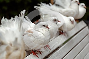 Unhappy white purebred pigeons for the amusement of the public.