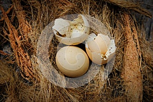 unhatched chicken eggs photo