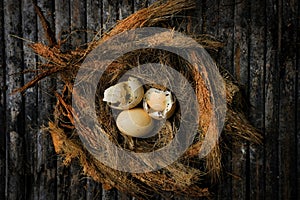 unhatched chicken eggs photo