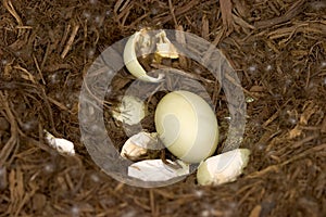 Unhatched Duck Egg photo