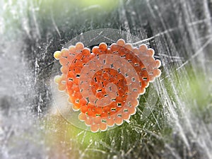 Unhatched moth egg casings photo