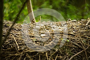 Unhatched Mute Swan Eggs in a Nest