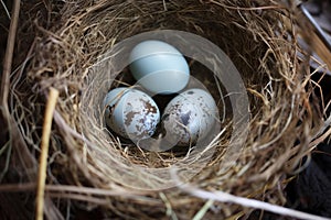 Unhatched Nest bird eggs natural. Generate Ai photo