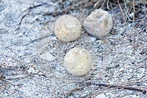 Unhatched Sea Turtle Egg photo