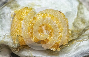 unhatched tiny spider eggs on the silk sac web.