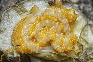 unhatched tiny spider eggs on the silk sac web.