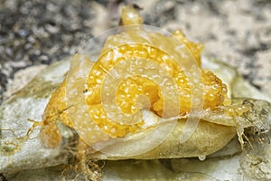 unhatched tiny spider eggs on the silk sac web.