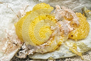 unhatched tiny spider eggs on the silk sac web.