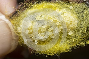 unhatched tiny spider eggs on the silk sac web.