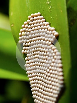 Unhatched Tri-Coloured Tiger moth eggs photo